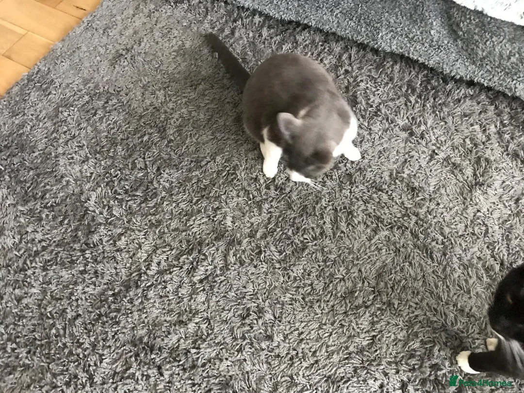 Mixed Breed cats for sale: Oreos - Advert 6