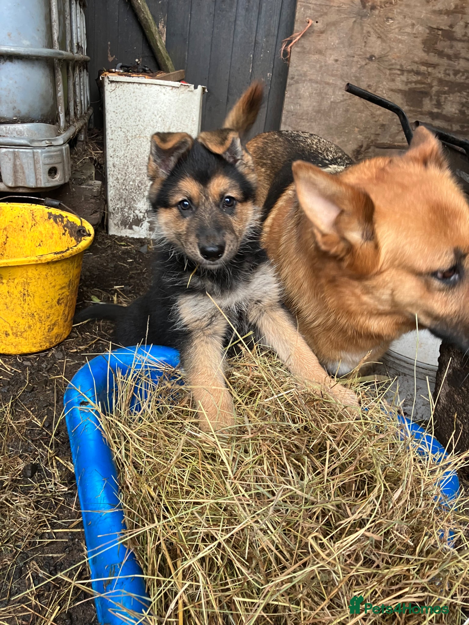 German Shepherd dogs 1 girl left Beautiful German shepherd  - Advert 18