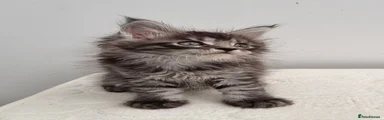 Brown tabby male 