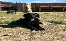Mixed Breed dogs for adoption: Brave Bruno is Ready for His Forever Family! 🤎 - Image 10