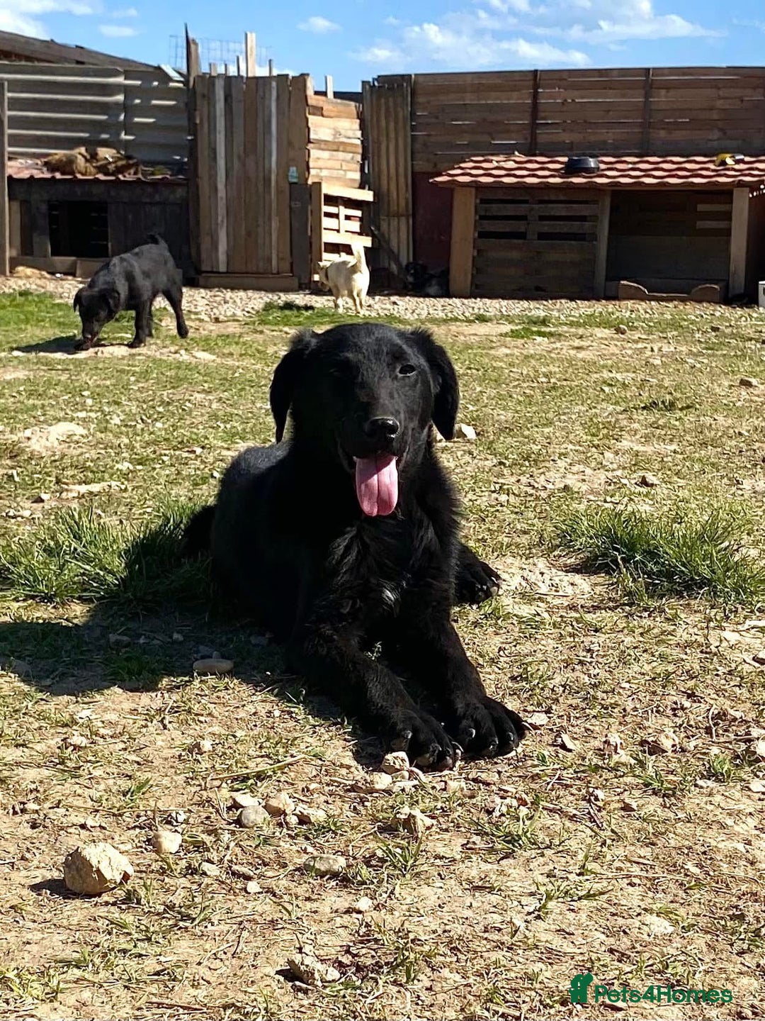 Mixed Breed dogs for adoption: Brave Bruno is Ready for His Forever Family! 🤎 - Image 10