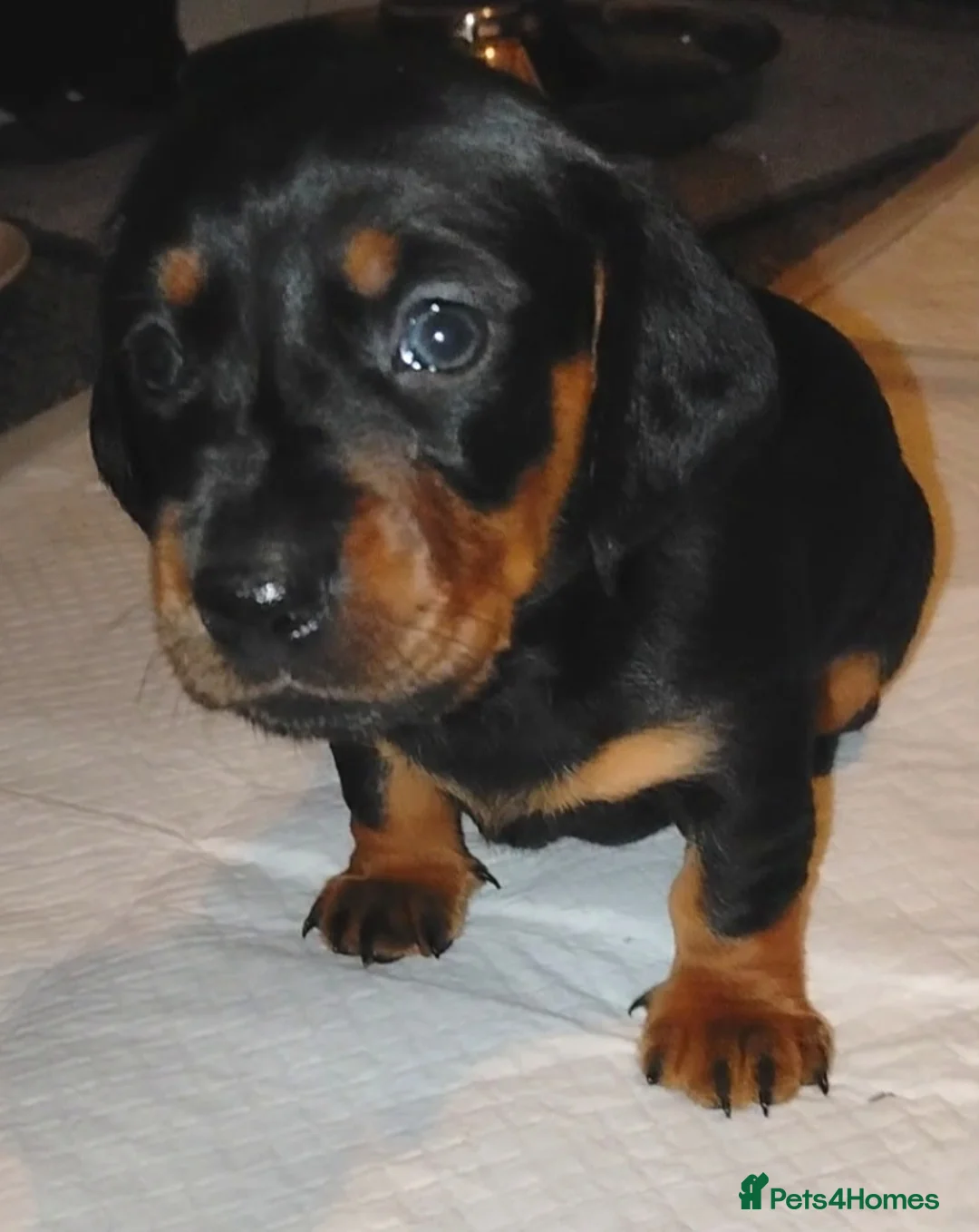 Dachshund dogs for sale: Dachshund Miniature  - Advert 7