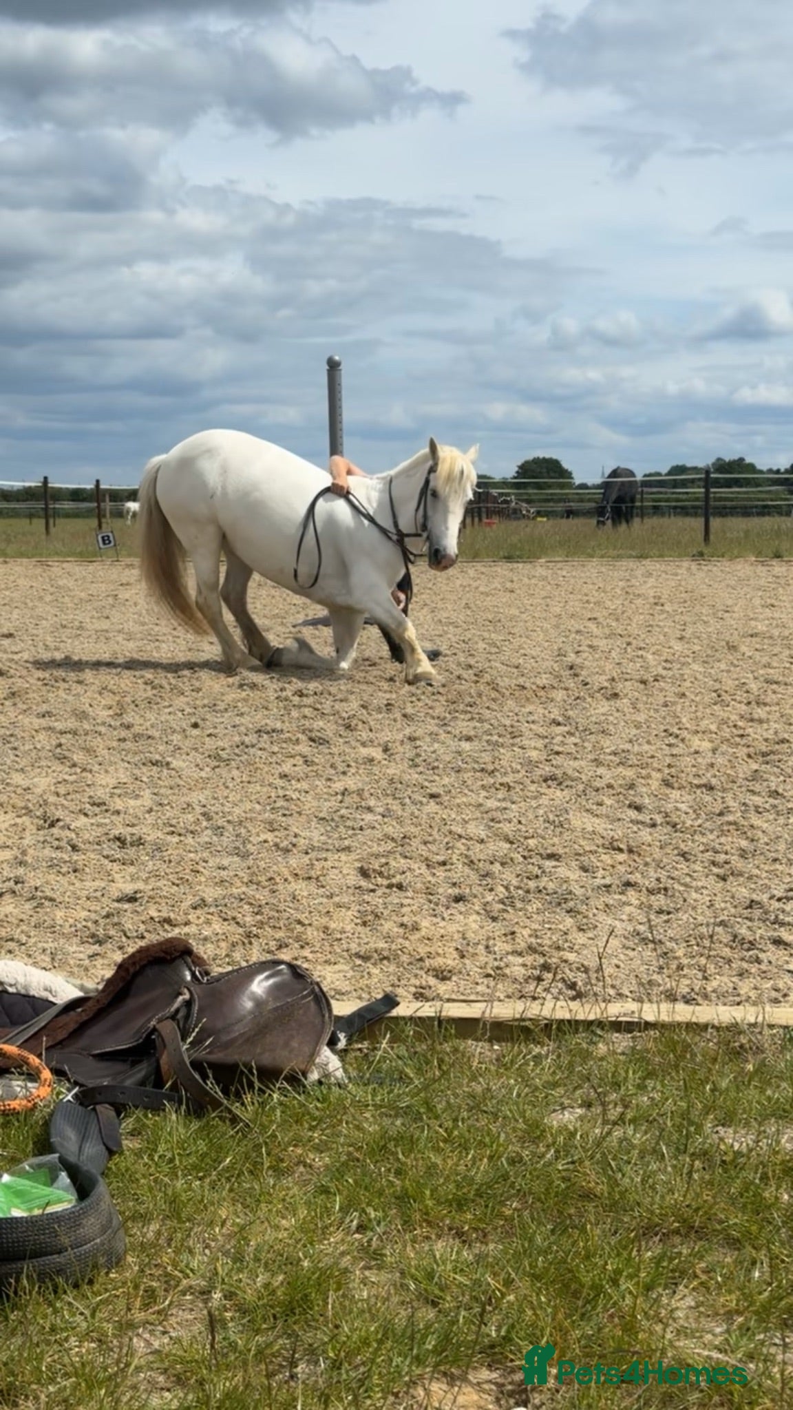 Connemara horses Velvet carcade - Advert 2