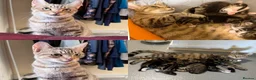 Mixed Breed cats for sale: 4 HANDSOME MALE TABBY KITTIES - Advert 6