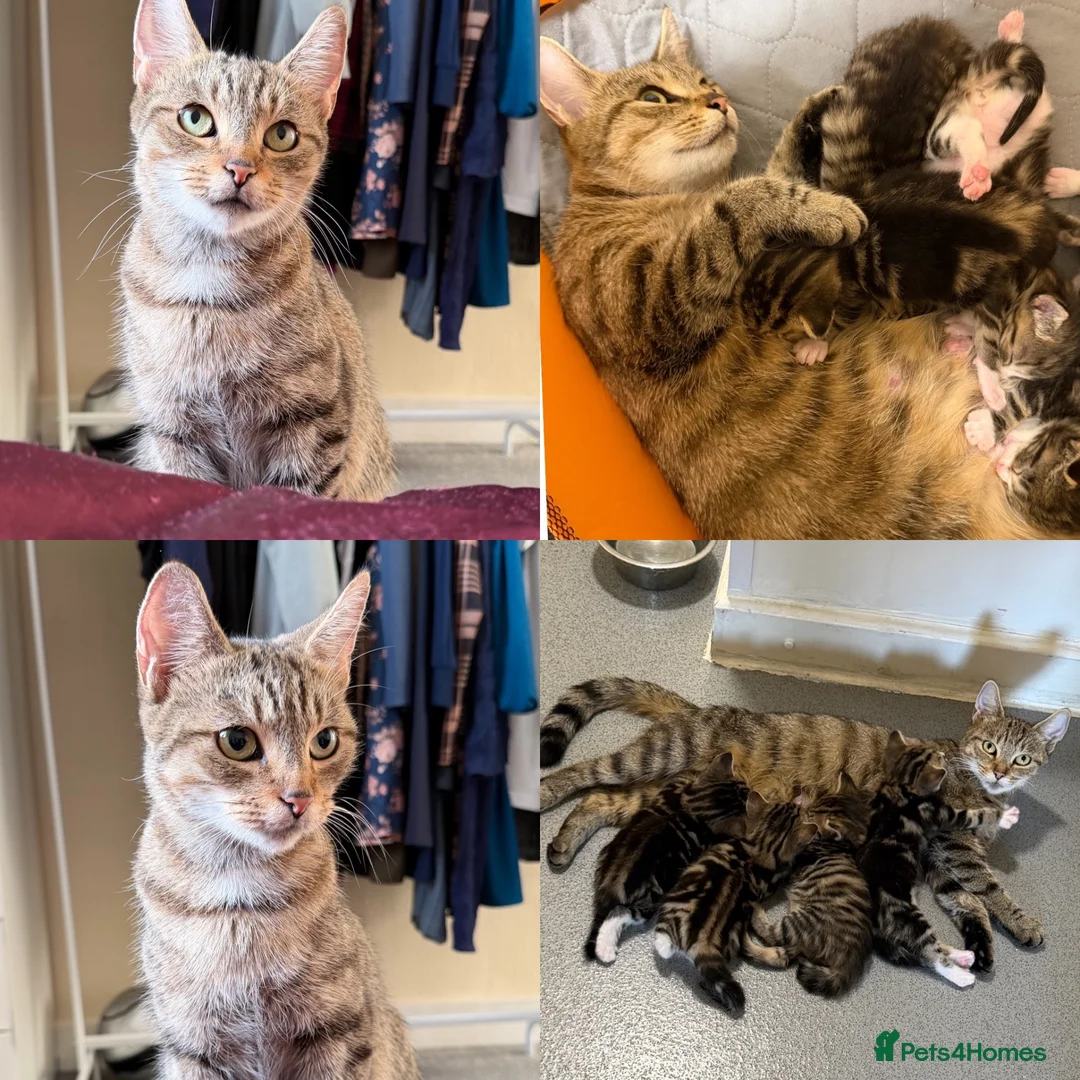Mixed Breed cats for sale: 4 HANDSOME MALE TABBY KITTIES - Advert 6