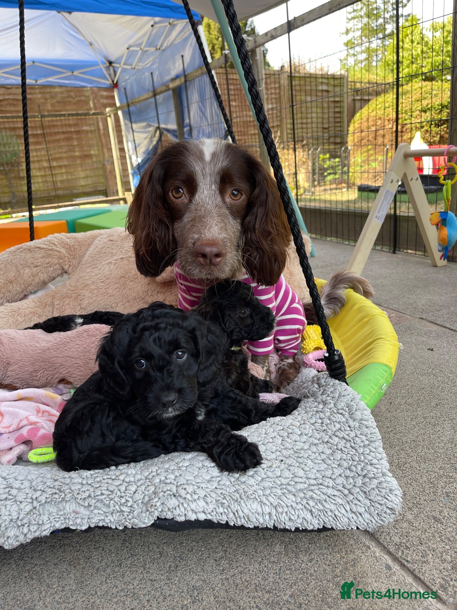 Cockapoo dogs Exceptional F1 Cockapoo Puppies - Advert 2