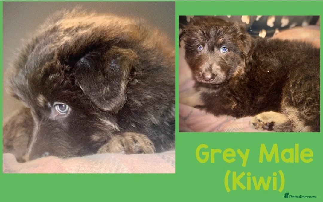 German Shepherd dogs for sale: ISABELLA & BLUE GSD PUPPIES *STUNNING* - Advert 7