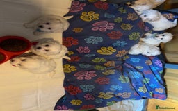 Bichon Frise dogs for sale: 7 gorgeous pure Bichon puppies  - Image 2