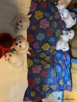 Bichon Frise dogs - Advert 5