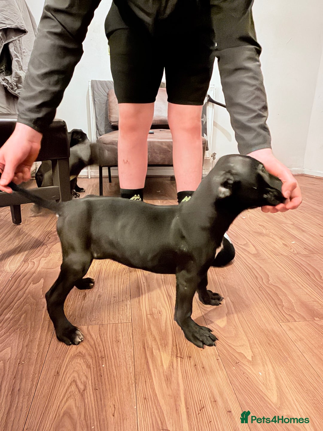 Cane Corso dogs for sale: Cane corso puppies - Advert 3