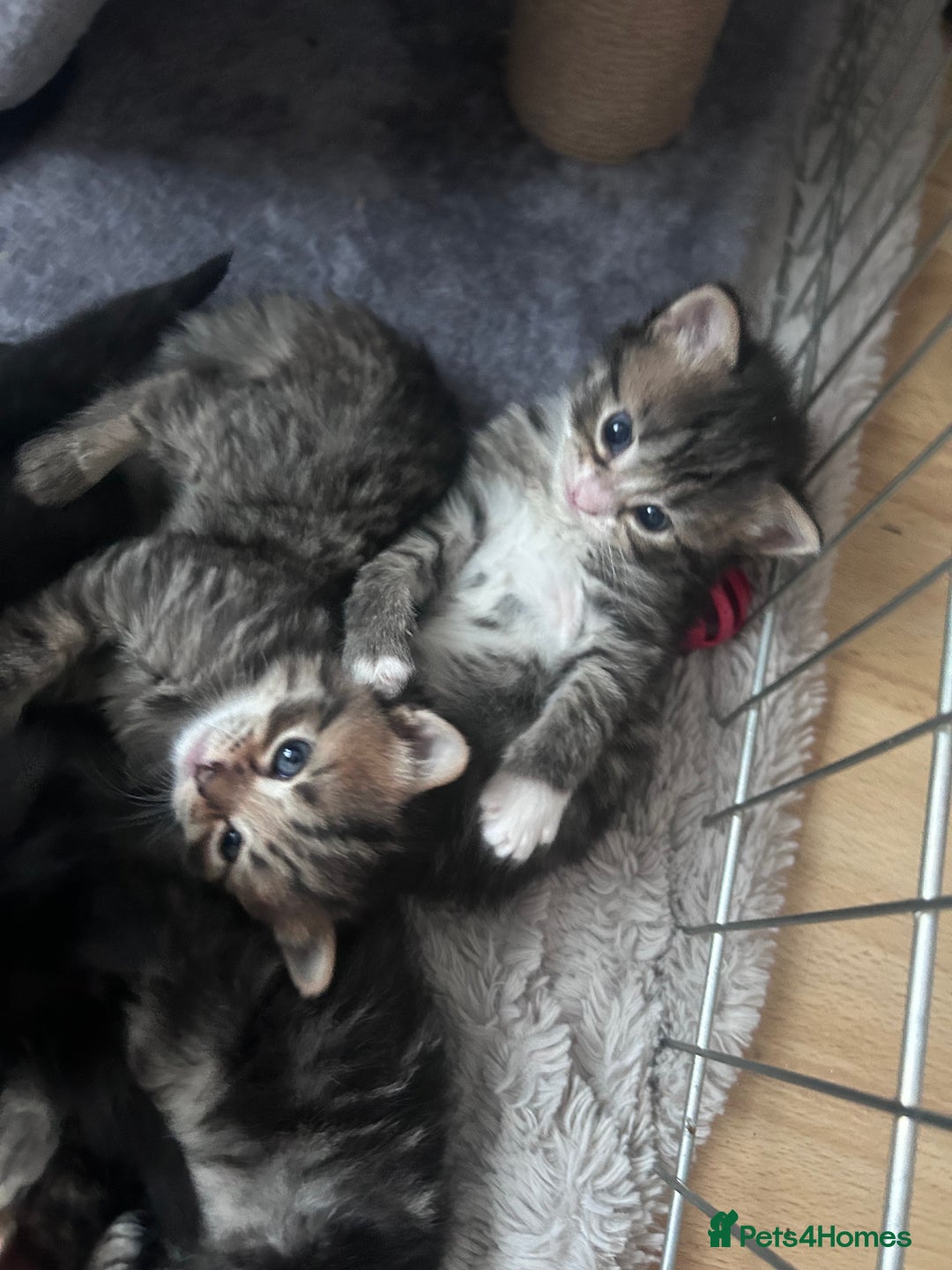 Bengal cats for sale: Bengal mixed kittens  - Image 8