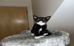 Mixed Breed cats for sale: Beautiful kittens ready for loving new homes.  - Image 20