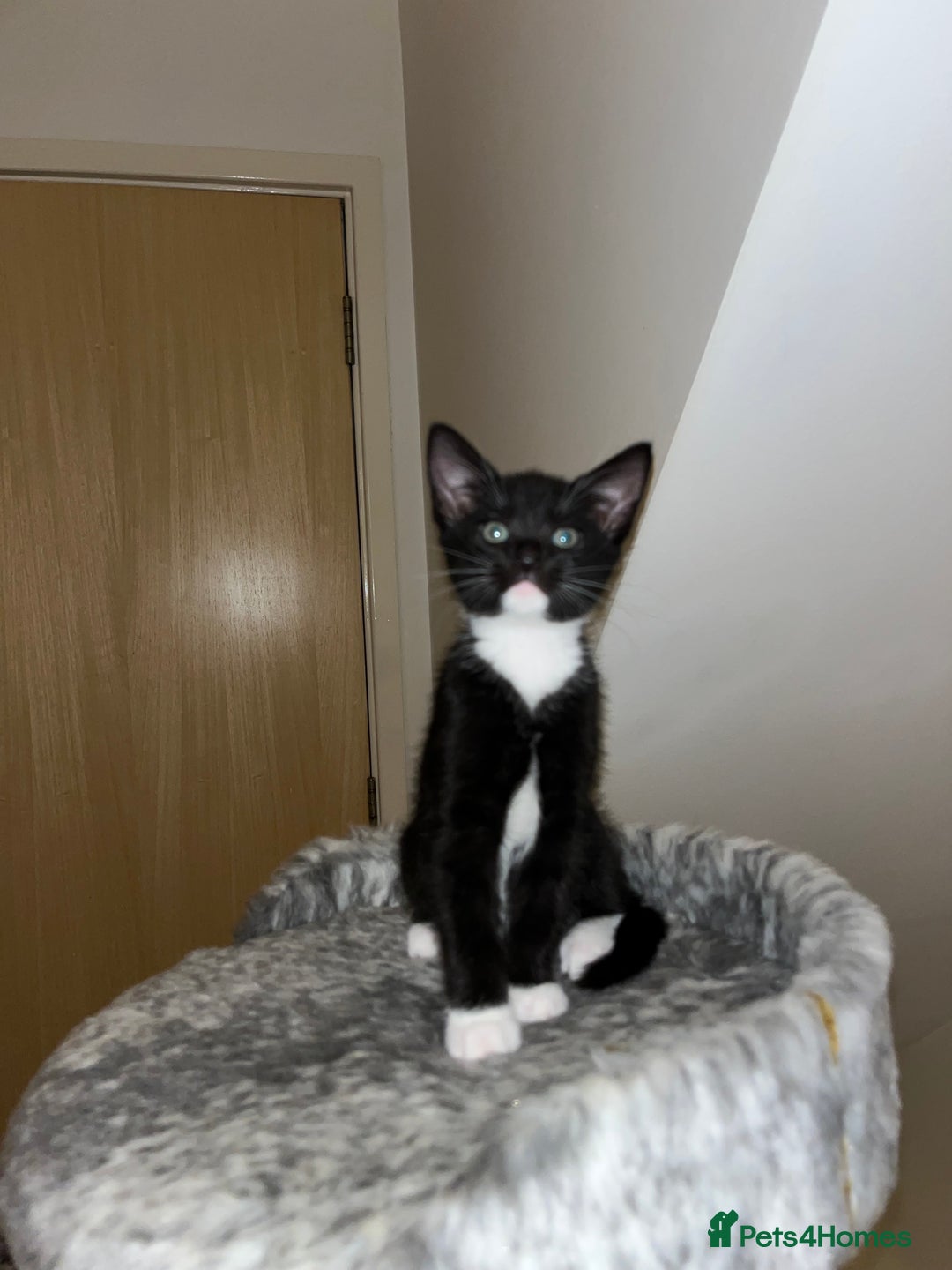 Mixed Breed cats for sale: Beautiful kittens ready for loving new homes.  - Image 20