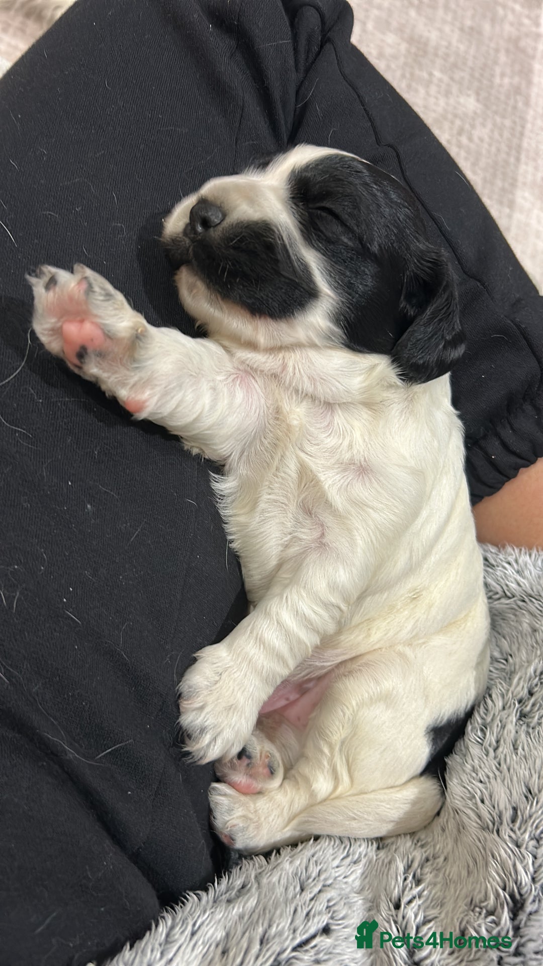Cocker Spaniel dogs for sale: ⭐️ Meet this Stunning Male Cocker Spaniel puppy  - Advert 4