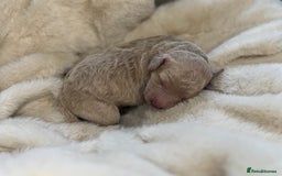 Mini Goldendoodle dogs for sale: Miniature Goldendoodle F1b Puppies - Advert 20