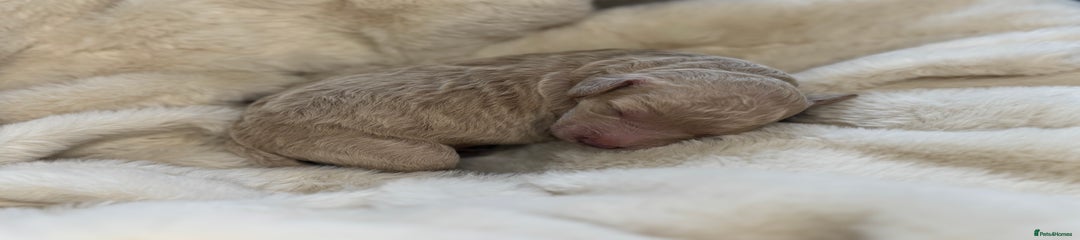 Mini Goldendoodle Puppy 3