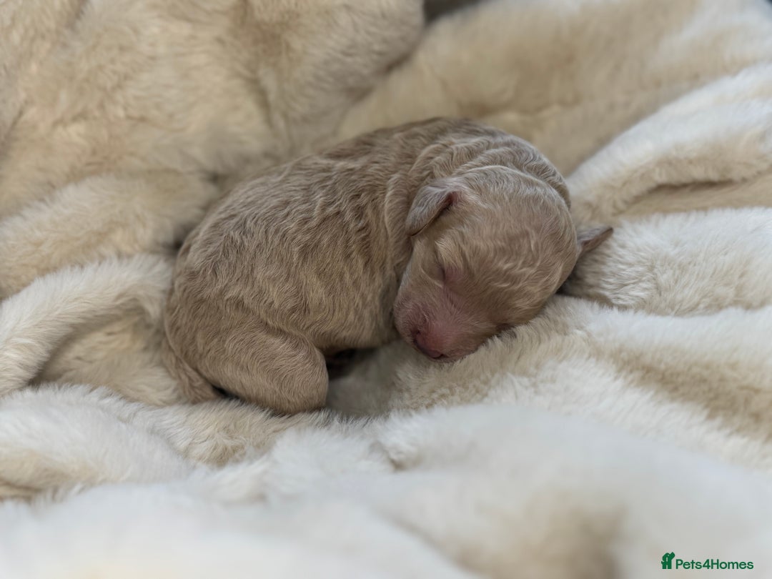 Mini Goldendoodle dogs for sale: Miniature Goldendoodle F1b Puppies - Advert 20