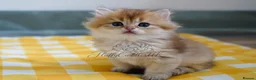 British Shorthair cats for sale: TICA registered golden pedigree kittens  - Advert 12