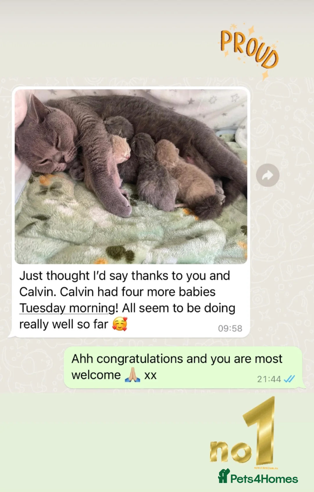 British Shorthair cats for stud: ⭐️ Two Imported Powerhouse Studs ⭐️ in London - Advert 17