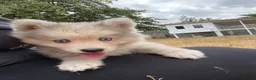 Pomsky dogs for sale: Pomsky Puppy (pending) - Advert 17