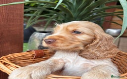 Cocker Spaniel dogs for sale: Beautiful Show Type KC registered Cocker Spaniels  - Image 11
