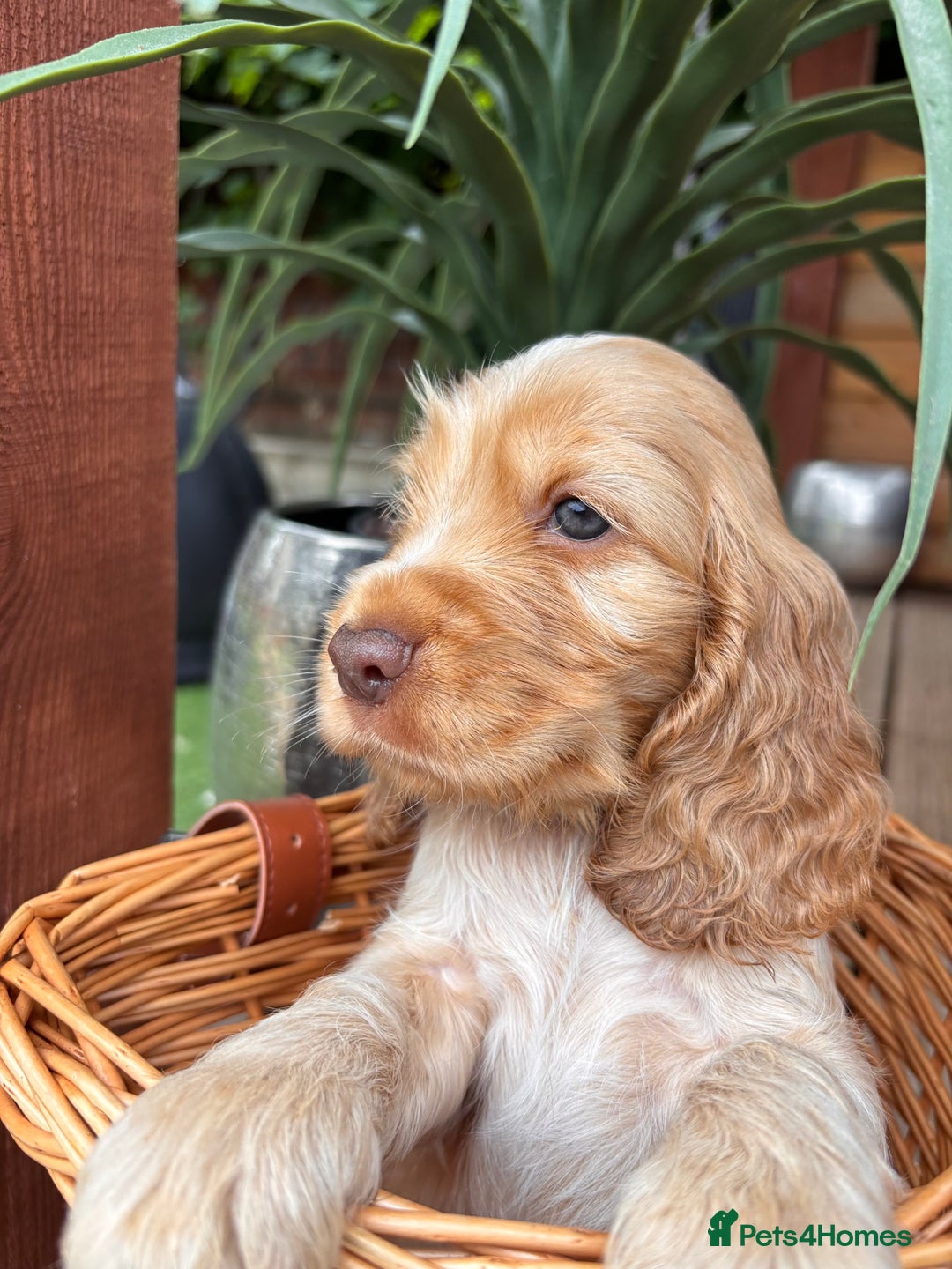 Cocker Spaniel dogs for sale: Beautiful Show Type KC registered Cocker Spaniels  - Image 11