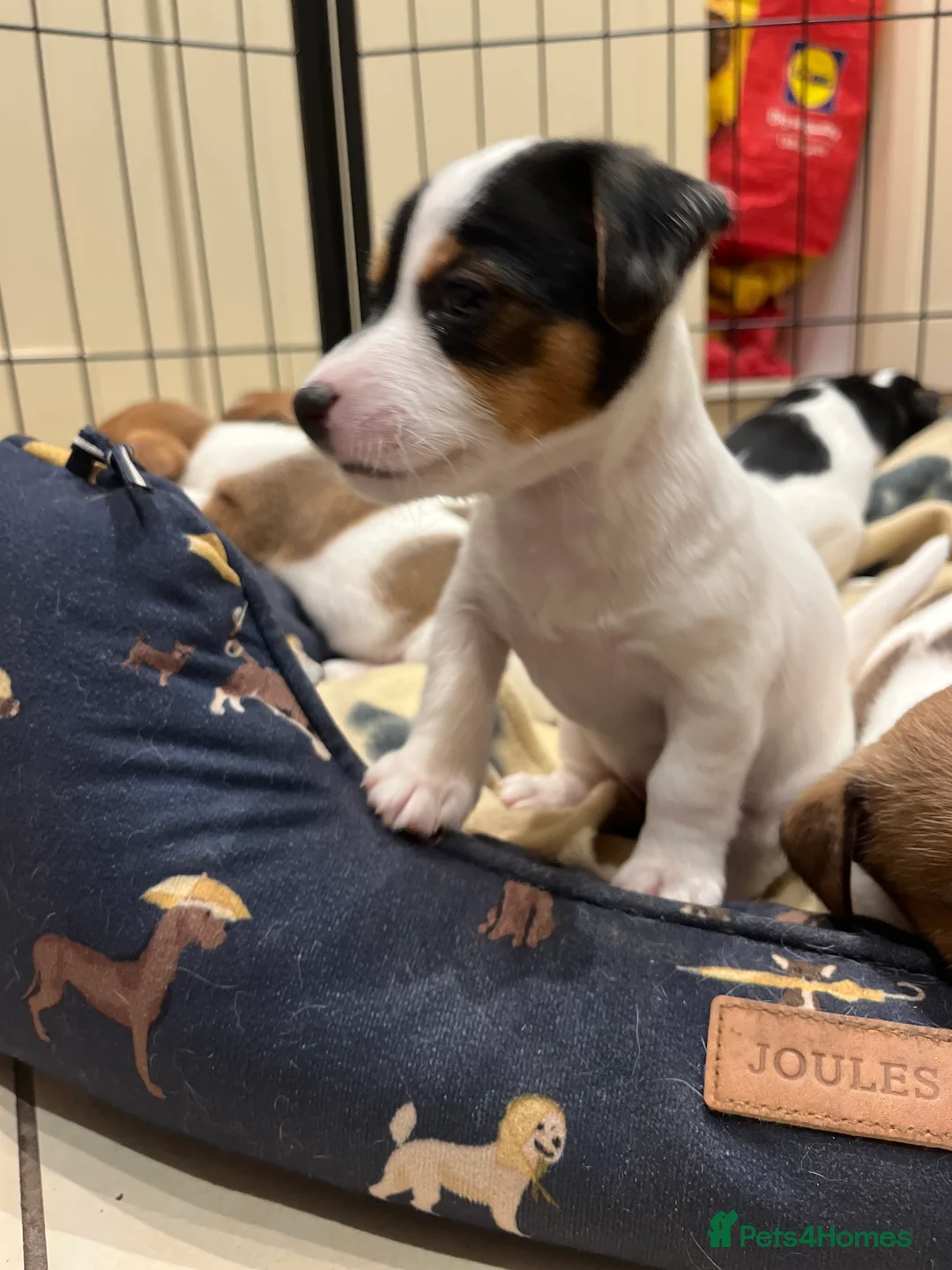 Jack Russell dogs for sale: Jack Russell - Advert 9