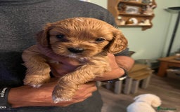 Cavapoo dogs for sale: Gorgeous Cavapoo's - Image 12