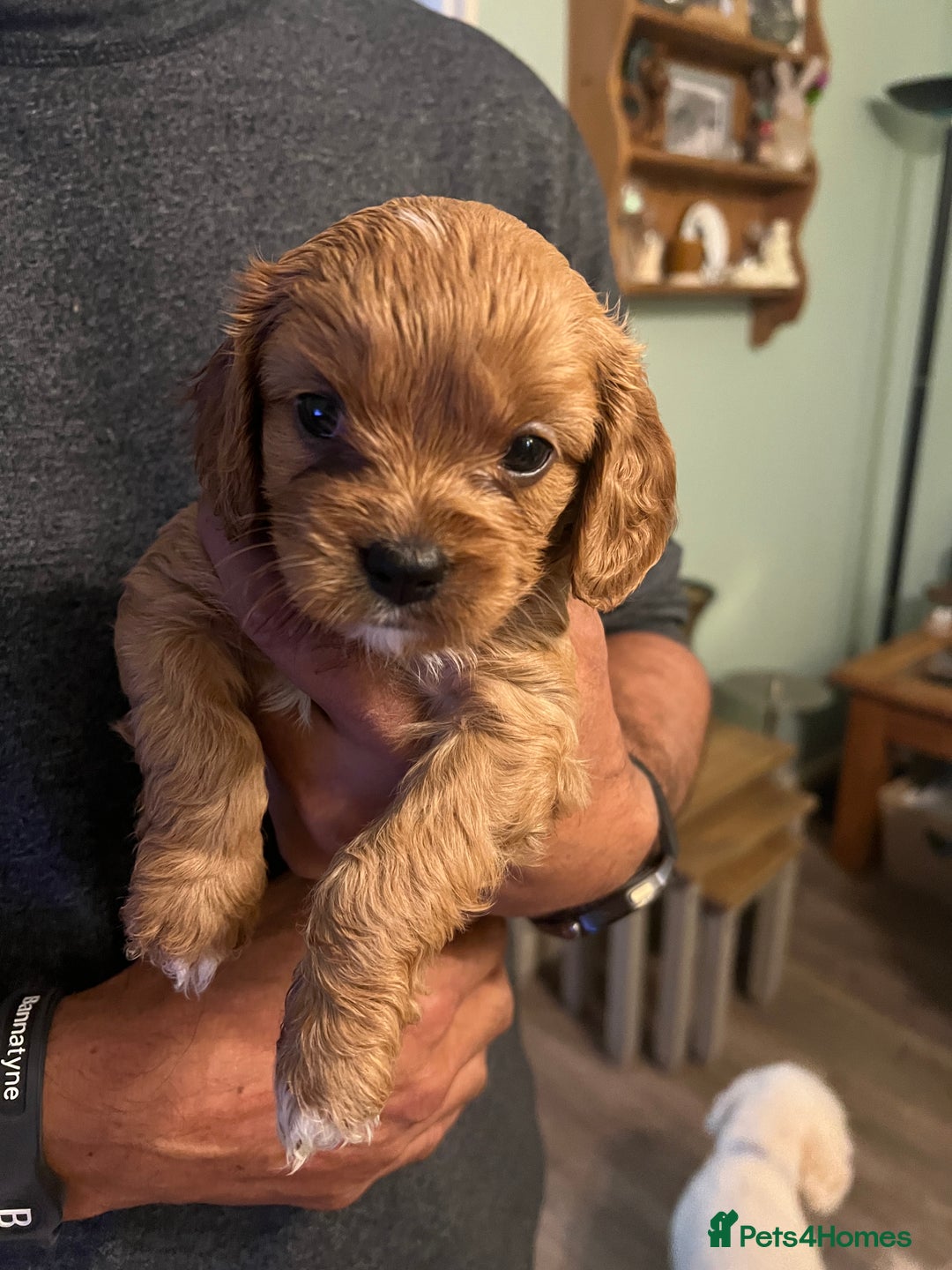 Cavapoo dogs for sale: Gorgeous Cavapoo's - Image 12