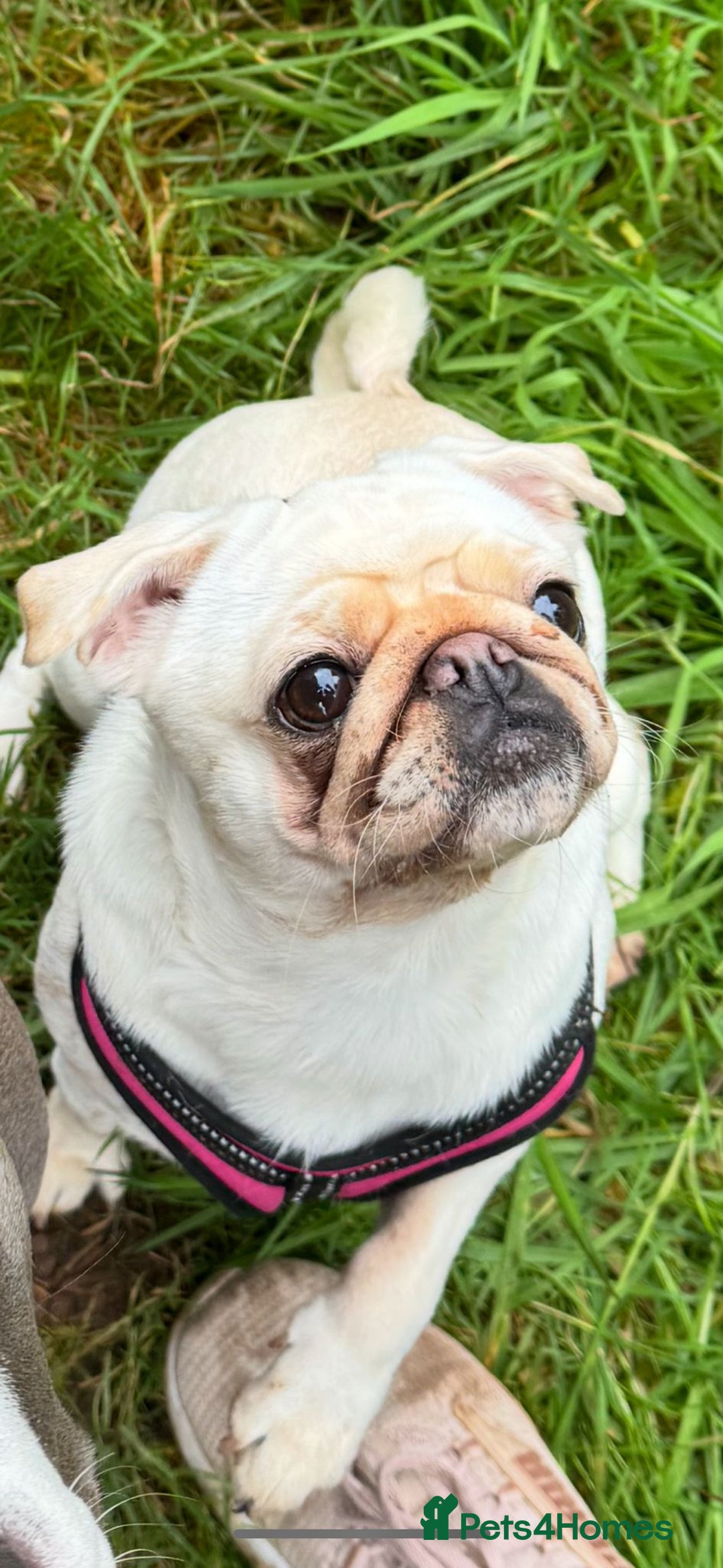 Pug dogs for sale: KC pug puppies  - Advert 1