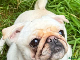 Pug dogs KC pug puppies - Advert 5