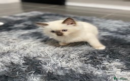 Ragdoll cats for sale: Fully Traceable Traditional Ragdoll Kittens - Advert 10