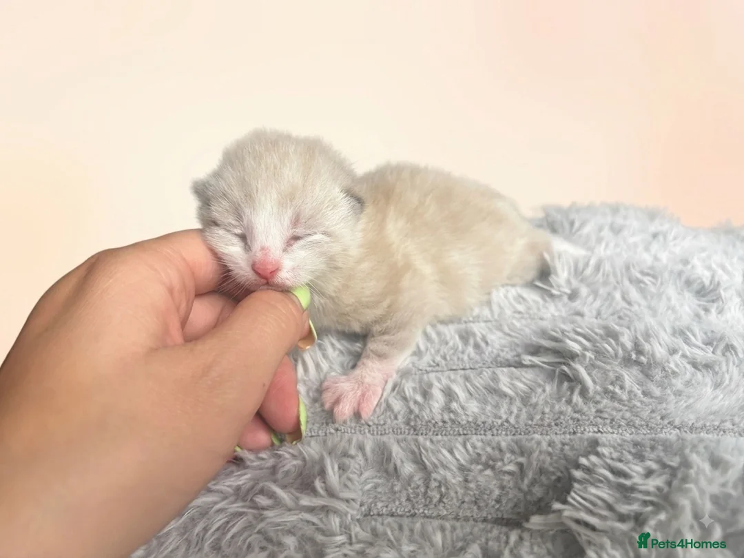 Mixed Breed cats for sale: Champaign/black and white kittens  - Advert 3