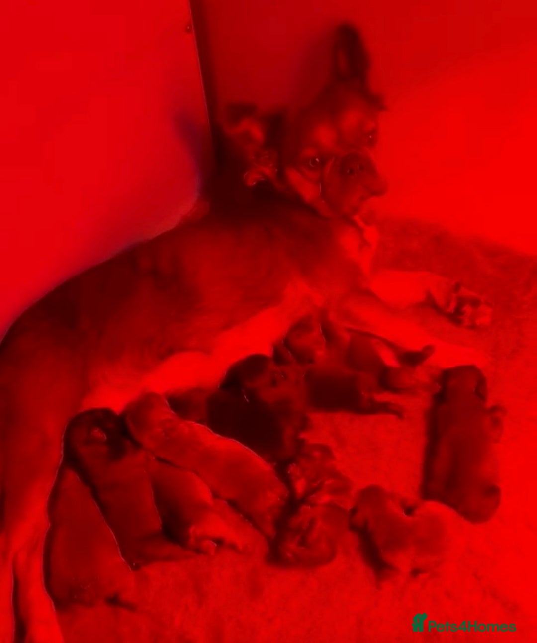 French Bulldog dogs for sale: 10 Full Fluffy French Bulldogs  - Advert 2