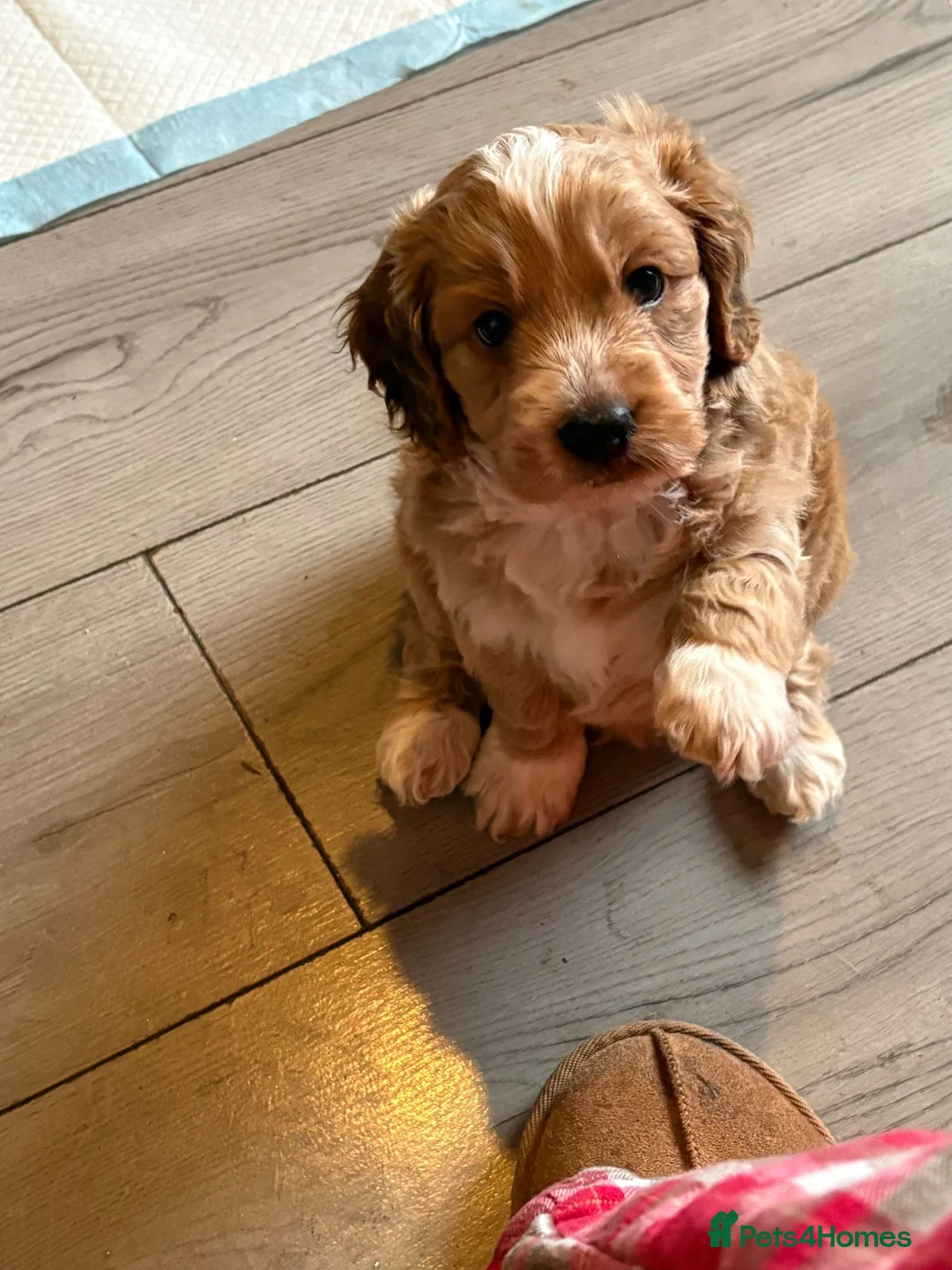 Cockapoo dogs for sale: Beautiful cockapoo puppies  - Advert 17