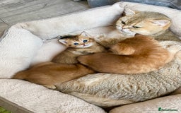 British Shorthair cats for sale: GCCF reg Golden BSH kittens - Advert 5