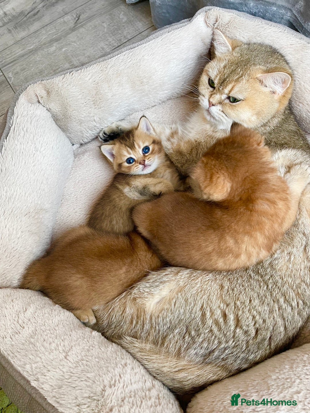 British Shorthair cats for sale: GCCF reg Golden BSH kittens - Advert 5