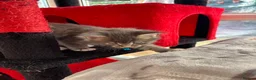 Maine Coon cats for sale: Maine coon kittens - Advert 20