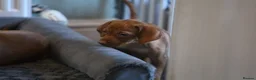 Hungarian Vizsla dogs for sale: Hungarian Vizsla Puppies – Rich Geltwood Heritage - Advert 5