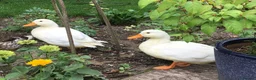 Ducks poultry for sale: White Call Duck Pair of Duck and Drake - Advert 6