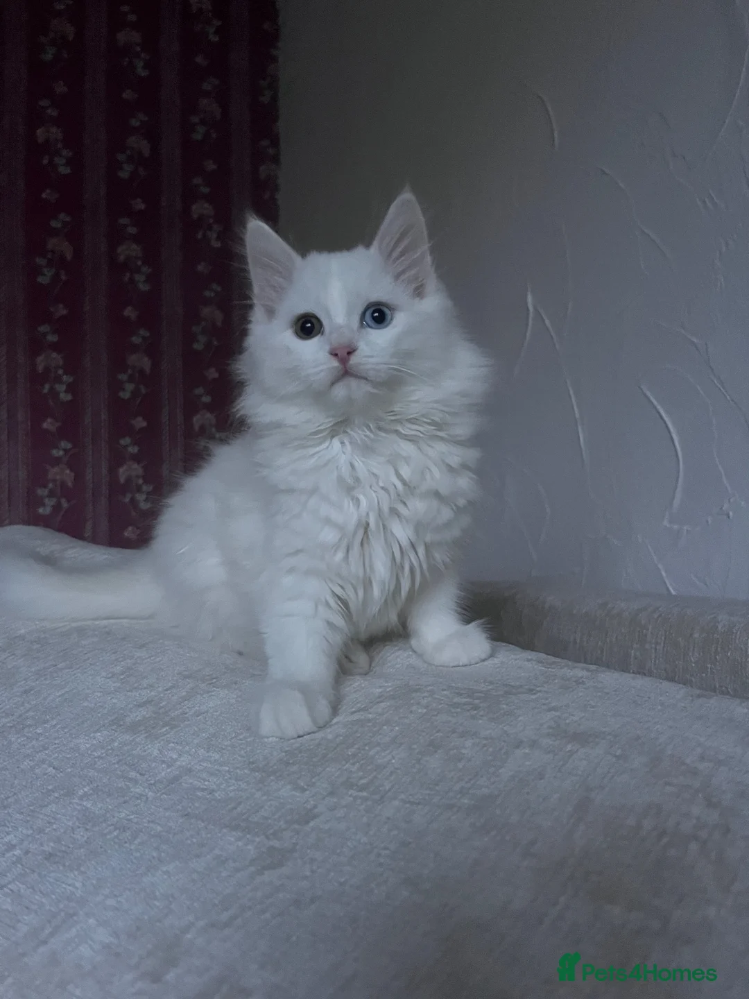 Mixed Breed cats for sale: Turkish angora mix breed in Huddersfield - Advert 2