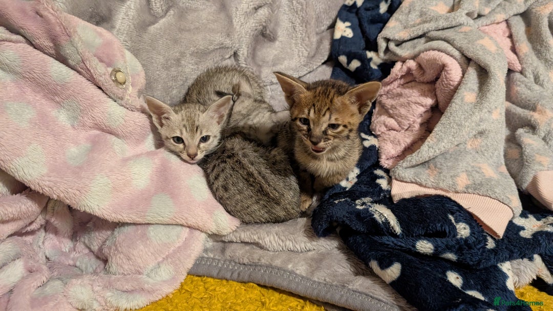 Savannah cats for sale: Snow leopard Savannah F6 kittens  - Image 7