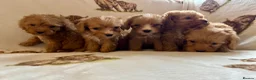 Cockapoo dogs for sale: F1 health clear cockapoo puppies  - Advert 8