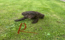 Cockapoo dogs for sale: Toy F1 Cockerpoo Puppies x2 girls x2 boys - Image 13