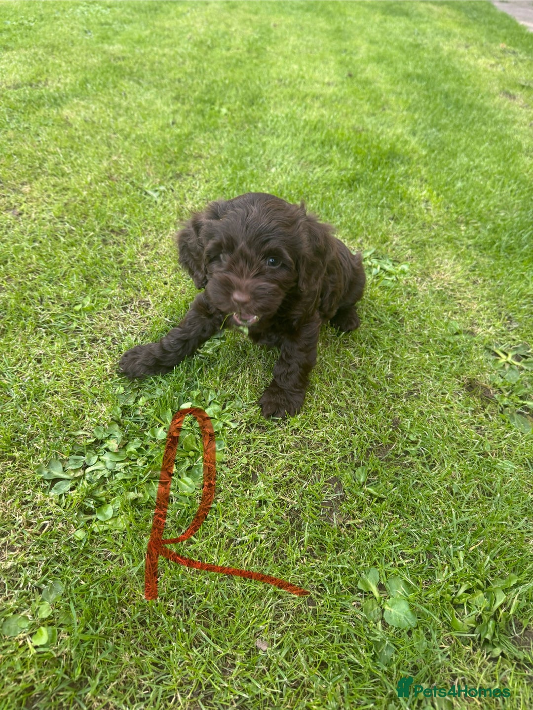 Cockapoo dogs for sale: Toy F1 Cockerpoo Puppies x2 girls x2 boys - Image 13