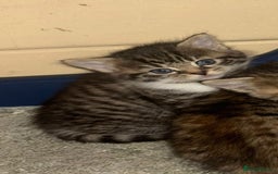 British Longhair cats for sale: Kittens for sale  - Image 9