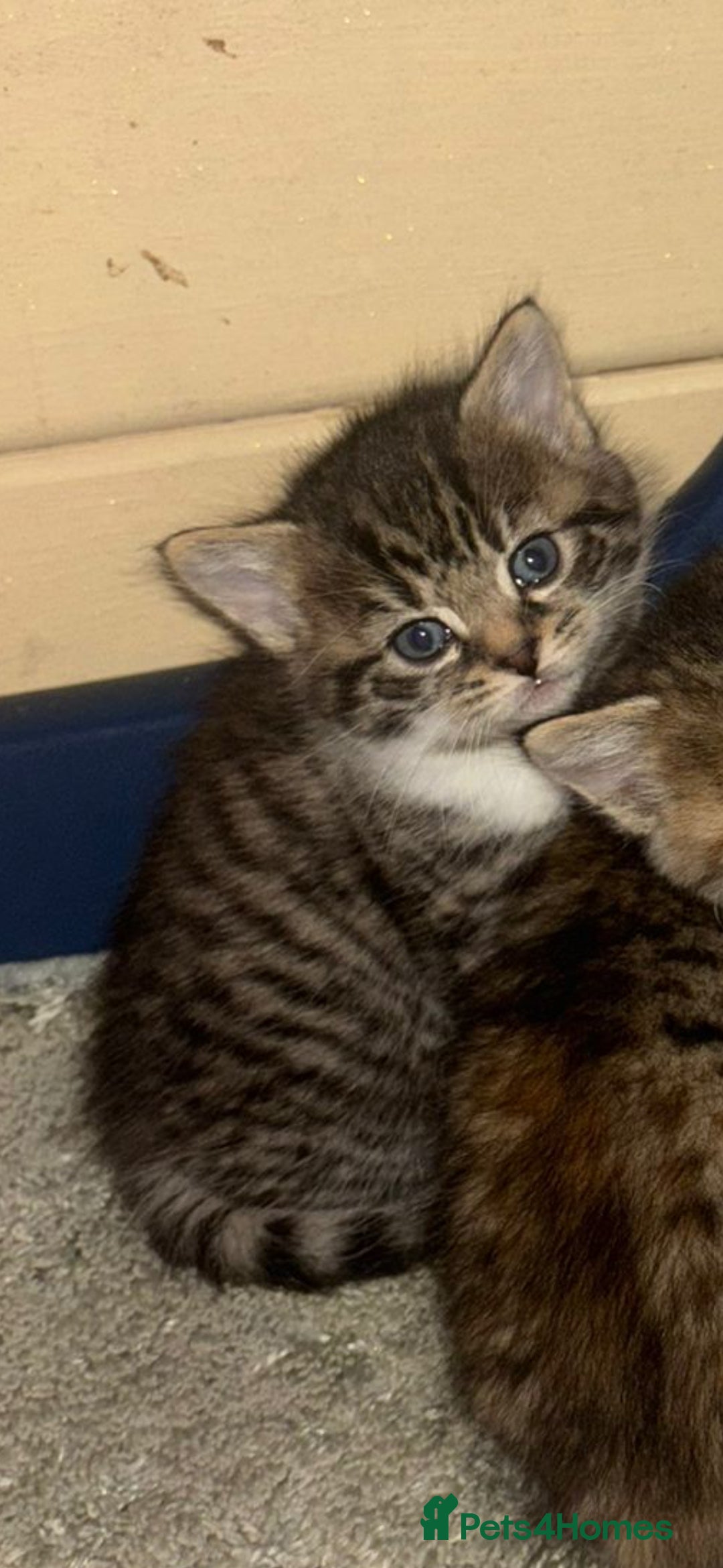 British Longhair cats for sale: Kittens for sale  - Image 9