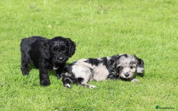 Cockapoo dogs for sale: F1 Cockapoo puppies for sale  - Image 22