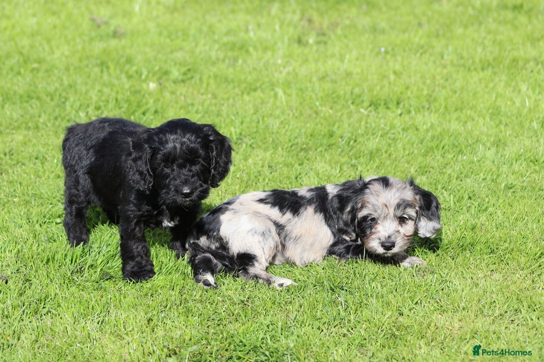 Cockapoo dogs for sale: F1 Cockapoo puppies for sale  - Image 22
