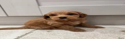 Cockapoo dogs for sale: Stunning Cockapoo puppies  - Advert 13